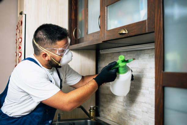 Best Insect Control  in Stepping Stone, CO
