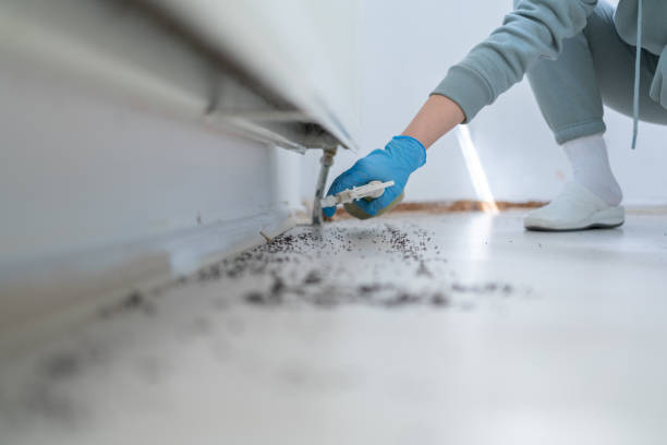 Best Pest Inspection Near Me  in Stepping Stone, CO